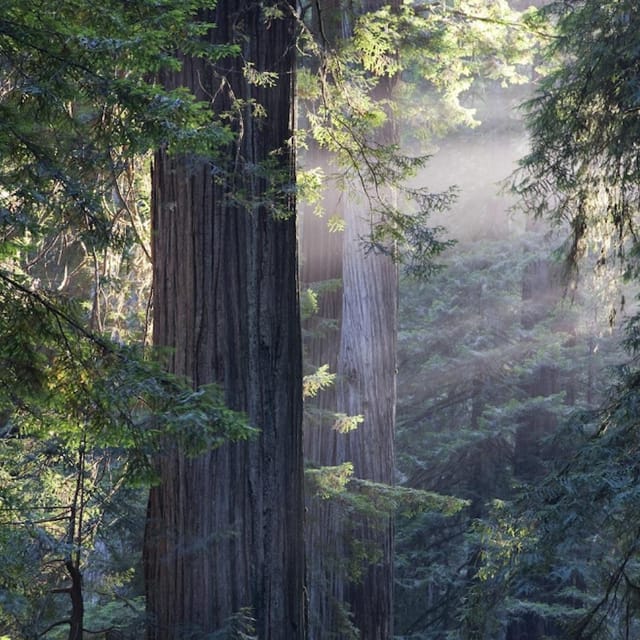 Muir Woods & Sausalito: Day Trip from San Francisco - Photo 1 of 8